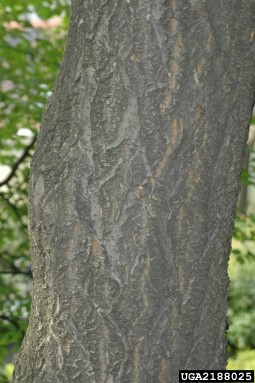AMUR CORKTREE (Phellodendron amurense)