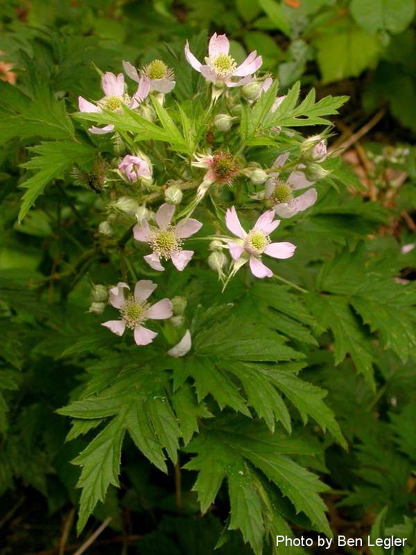 Cutleaf Blackberry