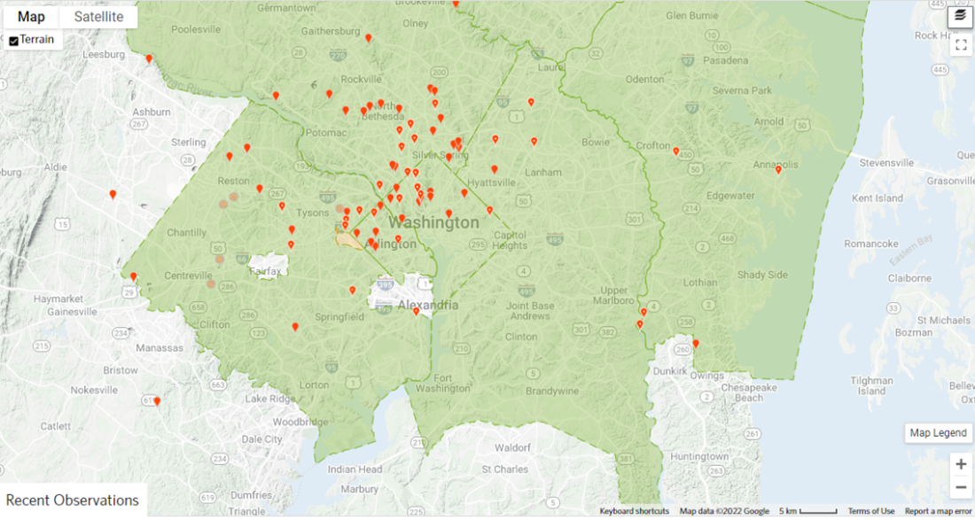 Observations of goutweed in the Fairfax County area on iNaturalist. Available online