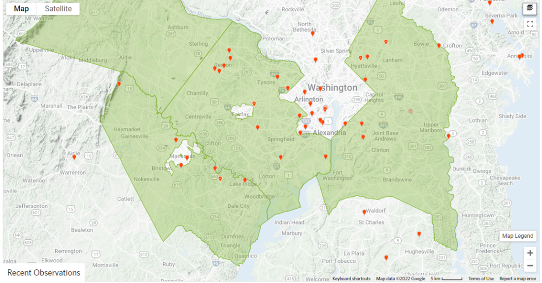 Observations of Photinea x fraseri in the Fairfax County area on iNaturalist. Available online