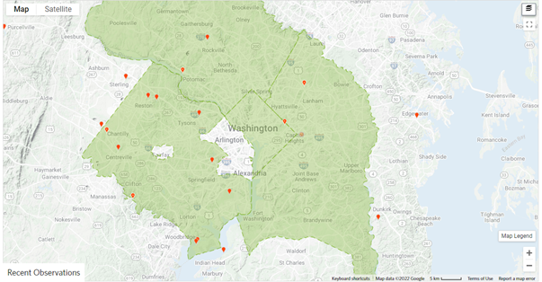 water primrose sightings 