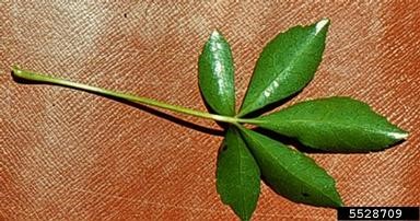 five-leaf aralia