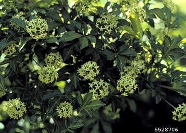 five-leaf aralia