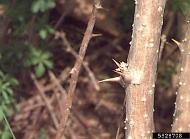 five-leaf aralia