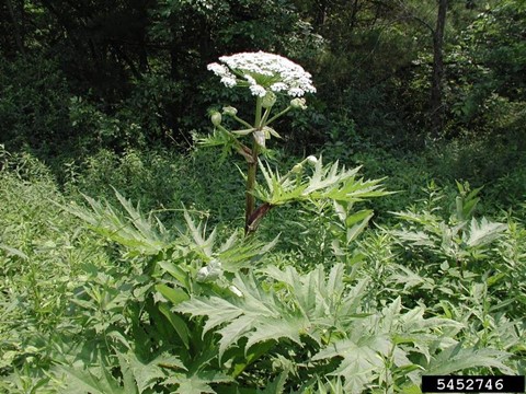 giant hogweed