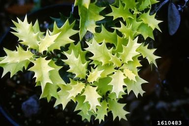 holly osmanthus