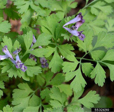 INCISED FUMEWORT (Corydalis incisa)