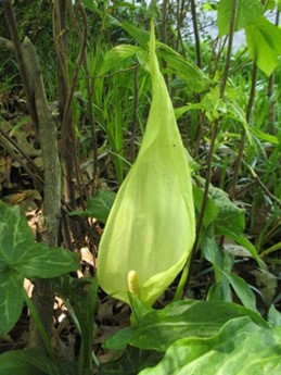 ITALIAN ARUM (Arum italicum)