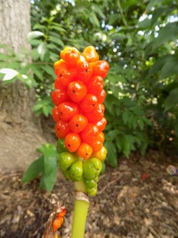 ITALIAN ARUM (Arum italicum)