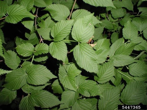 JETBEAD (Rhodotypos scandens)