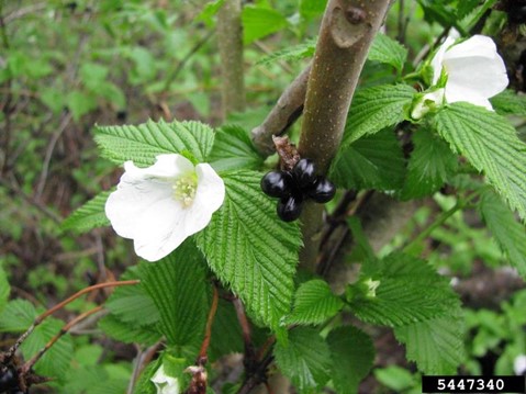 JETBEAD (Rhodotypos scandens)