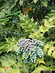 LEATHERLEAF MAHONIA (Mahonia bealei)