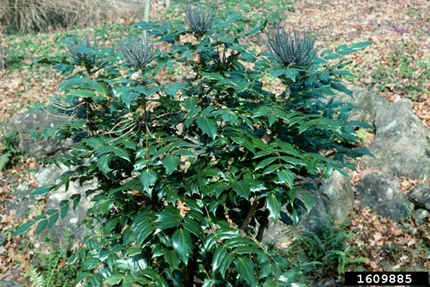 LEATHERLEAF MAHONIA (Mahonia bealei)