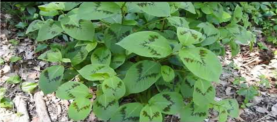 PAINTER'S PALLET (Persicaria filiformis)