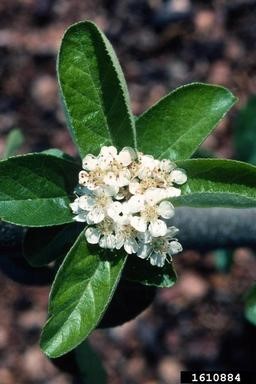 photinia red tip