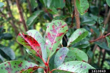 photinia red tip