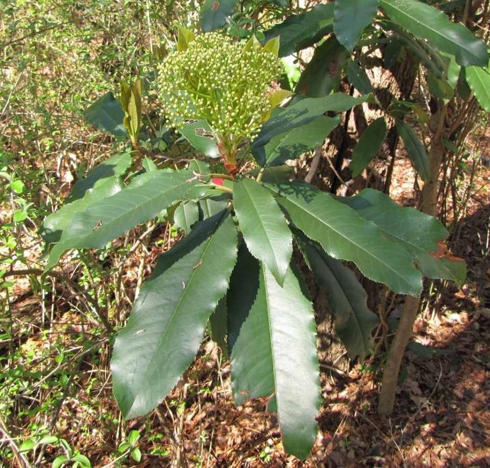 taiwanese photinia