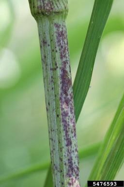 Poison Hemlock