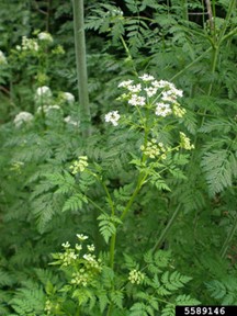 Poison Hemlock