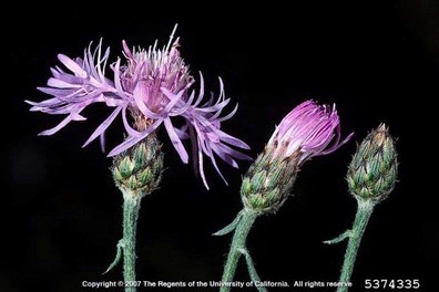 Spotted Knapweed