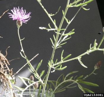 Spotted Knapweed