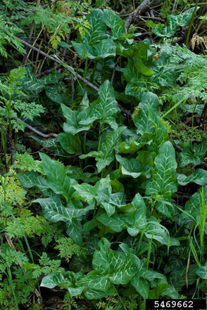 ITALIAN ARUM (Arum italicum)