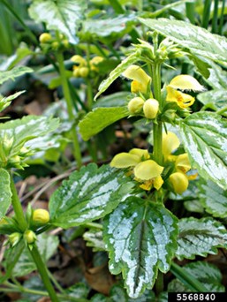 Yellow Archangel