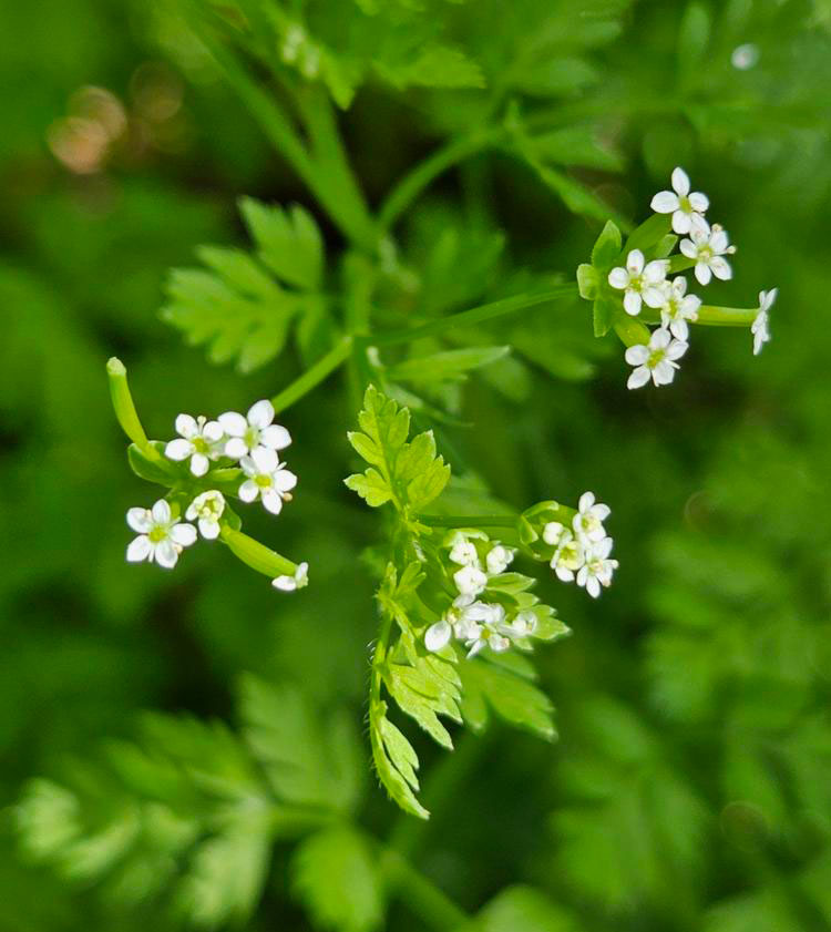 hairy-fruited-chervil