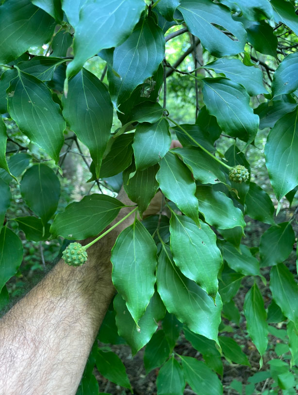 Immature fruit of Kousa Dogwood