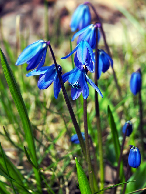 siberian squill