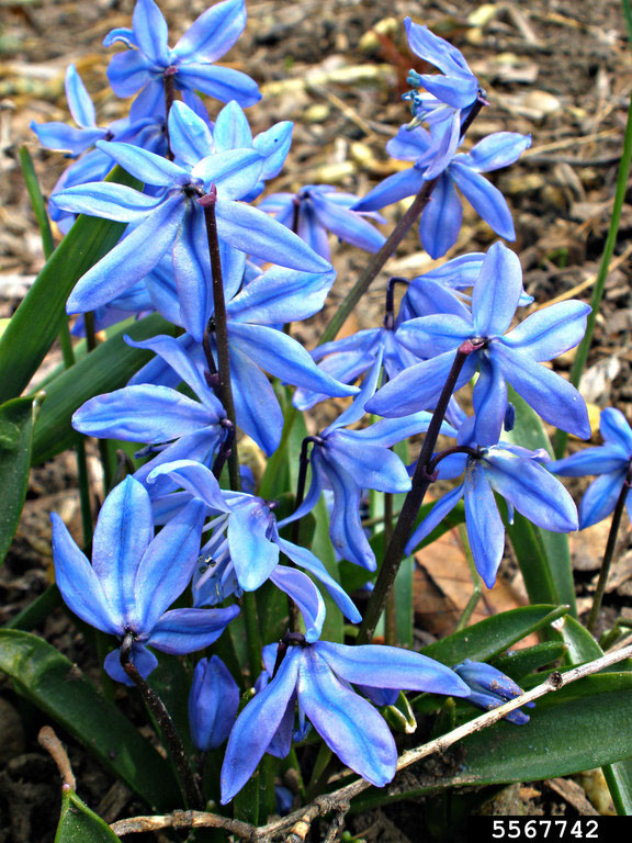 siberian squill