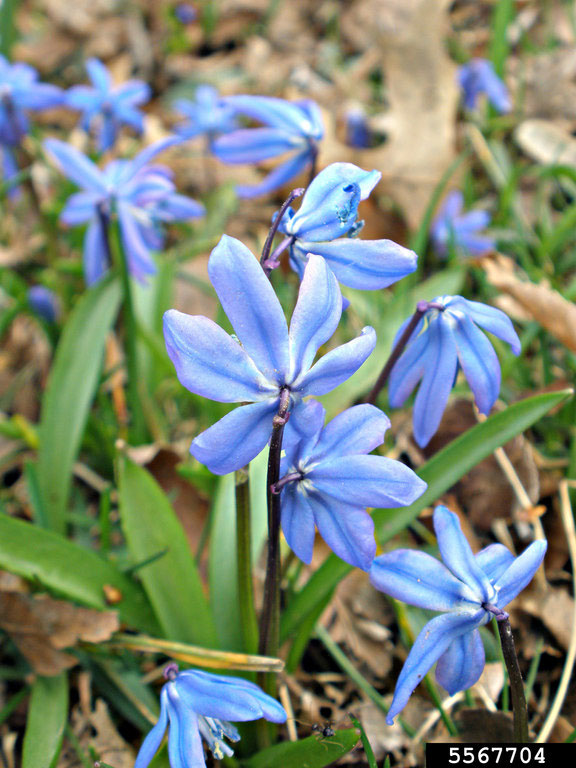 siberian squill