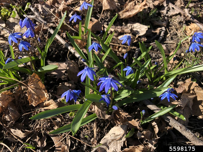 siberian squill