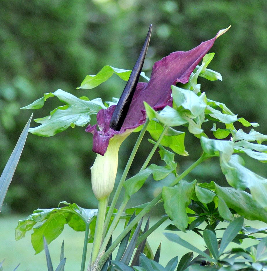 Voodoo Lily Look a-like