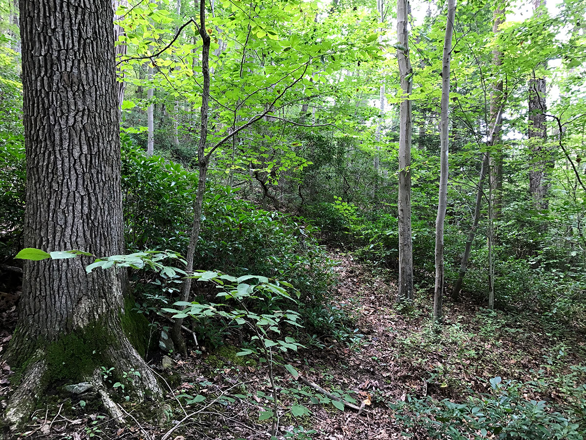 ellanor c. lawrence park forest restoration project