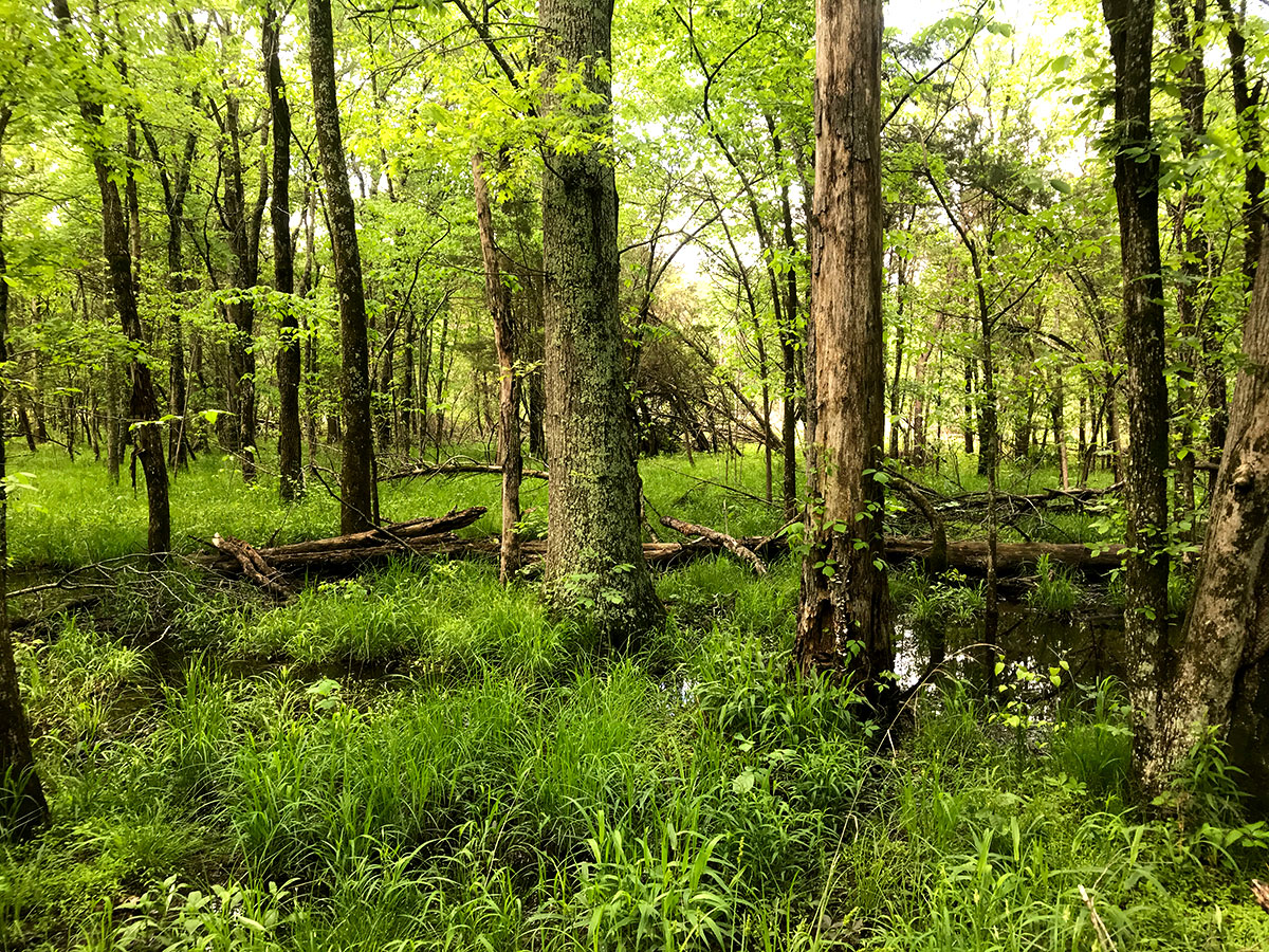 ellanor c. lawrence park forest restoration project