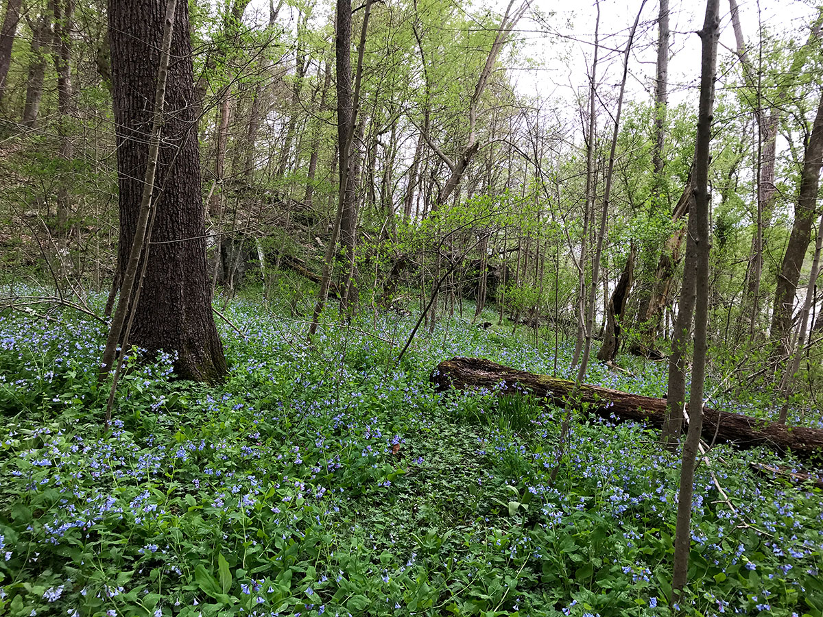 ellanor c. lawrence park forest restoration project