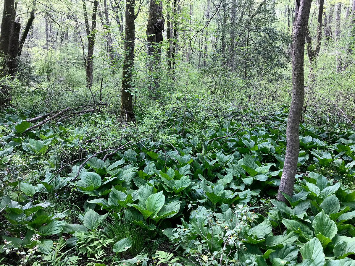 ellanor c. lawrence park forest restoration project
