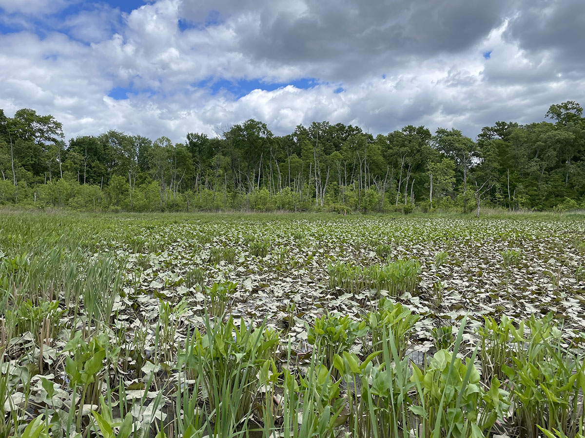 ellanor c. lawrence park forest restoration project