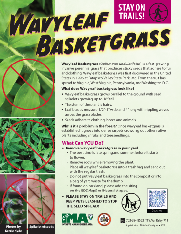 wavyleaf basketgrass