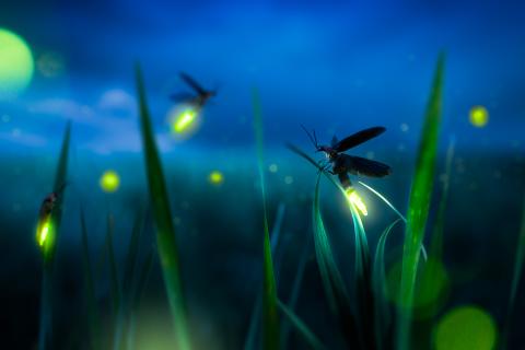 fireflies