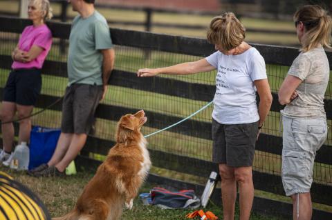 Programs for Dogs