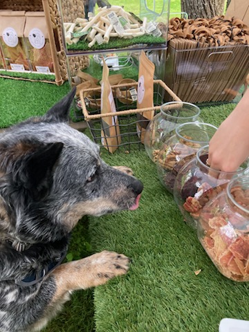 dog at park and bark