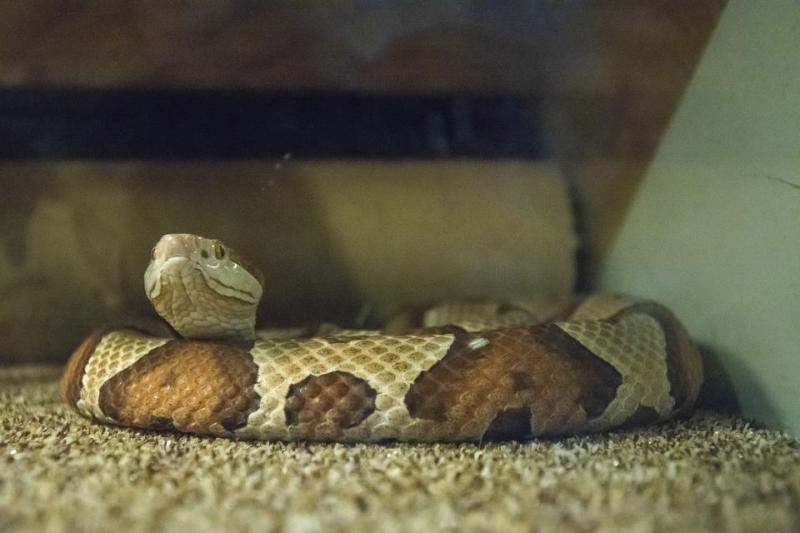 House of Reptiles Event Image
