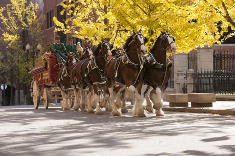 Clydesdales