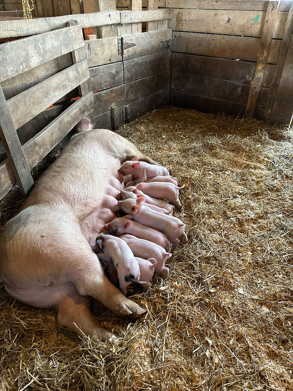 anna with piglets