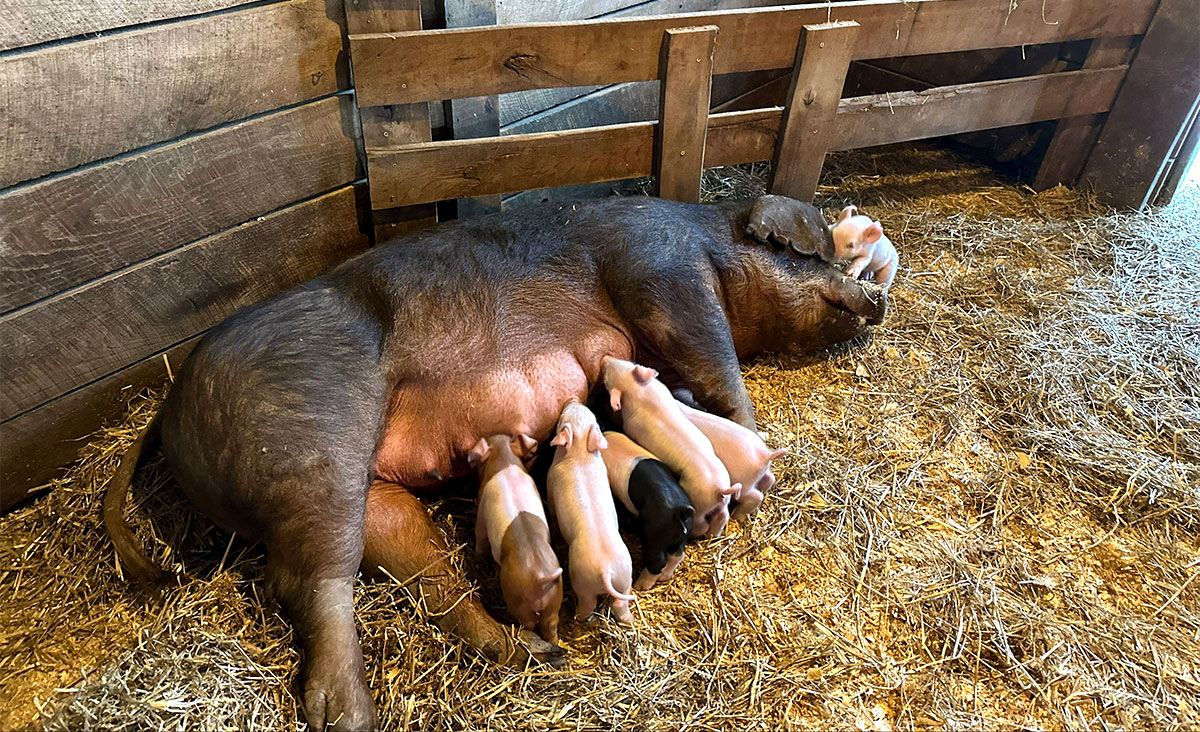 Lucy with piglets