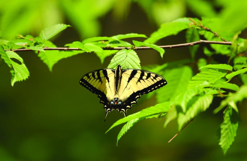Swallowtail