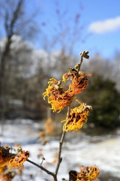 Celebrating Winter Gardens: Witch Hazels and Snowdrops Event Image