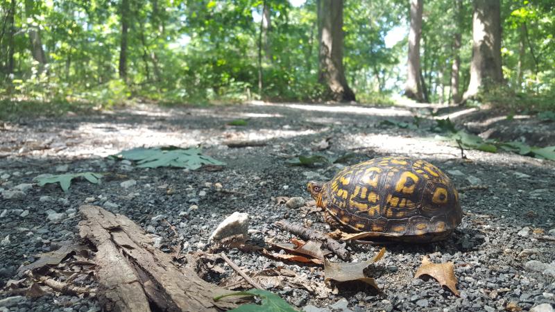 Discovery, Exploration Await in the City Nature Challenge